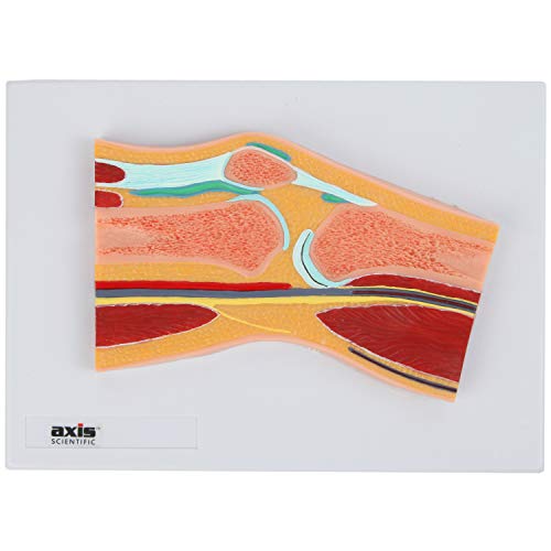 Axis Scientific Life Size Knee Joint Cross Section Anatomy Model Human Body Replica of Knee, Includes Product Manual