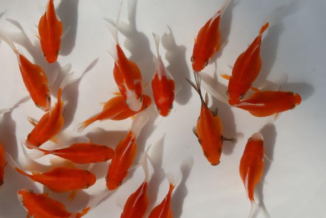 Amazon | （国産金魚） 玉サバ 2才魚 1匹 全長約6～7cm前後 (生体0909
