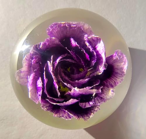 Image of 60mm Real Purple Carnation in Crystal Clear Lucite Resin Ball January Birth Month Flower Anniversary Wedding Engagement Valentine Mother's Day Gift Botanist Herb Paperweight Display Decor Collection