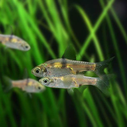 熱帯魚 プンティウス ゲリウス 約1 5cm ペット用品 通販 Amazon