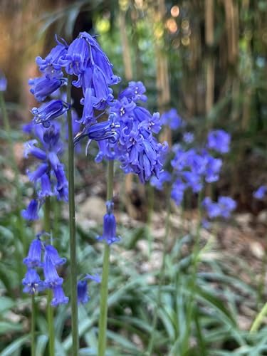 25 Cultivated 100% True Species English Bluebell Bulbs