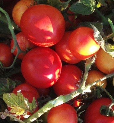 5 paquetes de 25 semi zhezha