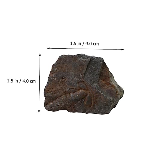 Mobestech 1Pc Trilobite Fóssil Decoração Da Mesa Da Sala De Jantar Brinquedos De Mesa De Água Decora