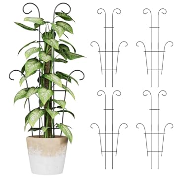 trellis plants for shade