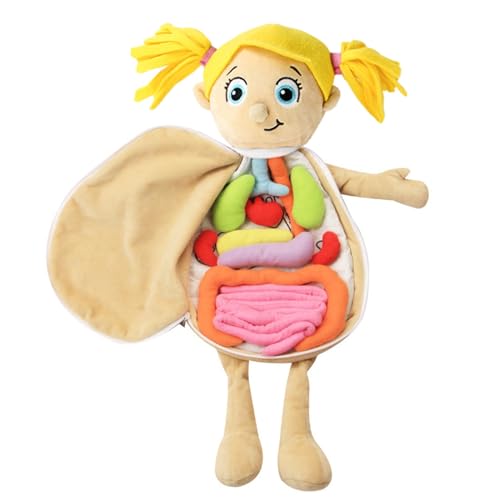 Conjunto de juguetes de órgano 3D - Herramientas de concientización sobre anatomía del cuerpo humano, muñeca suave para niños | Juguete educativo fisiológico para la enseñanza en la escuela en el hoga