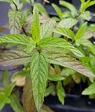 Mentha rubra var. raripila/Menthe Rouge/Godet/Aromatique