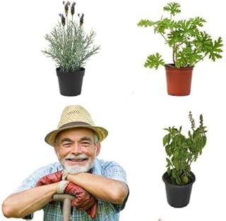 Best Balcony Grow Kit – 3 Premium Aromatic Seedlings from Menoufia Nurseries Basil, Atar, Lavender – Perfect Aromatic Plants for Home Farming