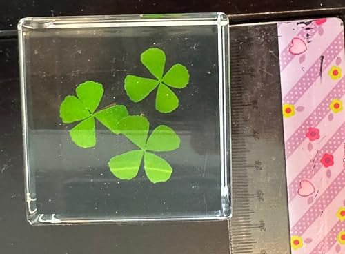 Image of 2 inch Real Three Four Leaf Clovers Shamrock in Crystal Clear Lucite Resin Cube Specimen St.Patrick's Day inchLucky Leaf inch Gift Crafts Collection Botany Science Education Desk Ornament Display Paperweight