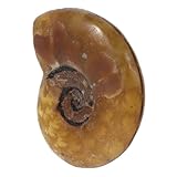 Echter anhänger: dieser anhänger ist aus echtem ammoniten gefertigt und zeigt seine natürliche schönheit und komplizierten muster, muschelschmuckanhänger, conch-anhänger für halsketten