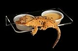 Pangea Acrylic Suction Cup Gecko Feeder Ledge (Large)