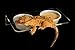 Pangea Acrylic Suction Cup Gecko Feeder Ledge (Large)