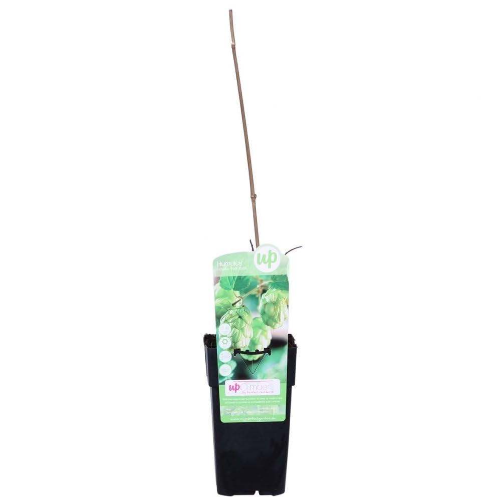 Humulus lupulus 'Nordbrau' Hops Plant - Ideal for Home Brewing, Fast-Growing Climbing Vine with Green Hops, Sun & Shade Tolerant - 1x 15cm Potted Plants by Thompson & Morgan