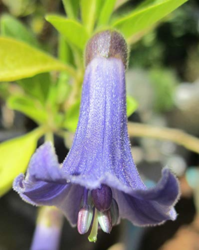 Blu Iochroma ^ Iochroma Australe-Mini's Trumpet Angel - Brugmansia di Cousin> Semi