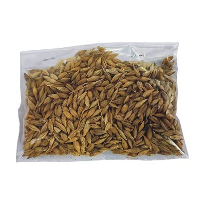 Jau (पूजन जौ) - 100gm | Pujan Jau | Puja Jau | Puja Barley | Pujan Barley Pack of 2 [Each Pack 100g] (B09H2LMZZT) Amazon Price History, Amazon Price Tracker