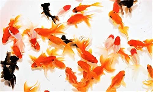 Amazon | 【めだか街道】ミックス金魚 SS～Sサイズ 20匹 （おたま 