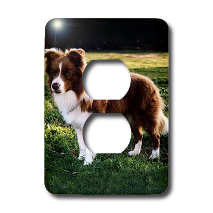 Cache-prise Border Collie marron clair lsp_1262_6 plaque murale chien - 3