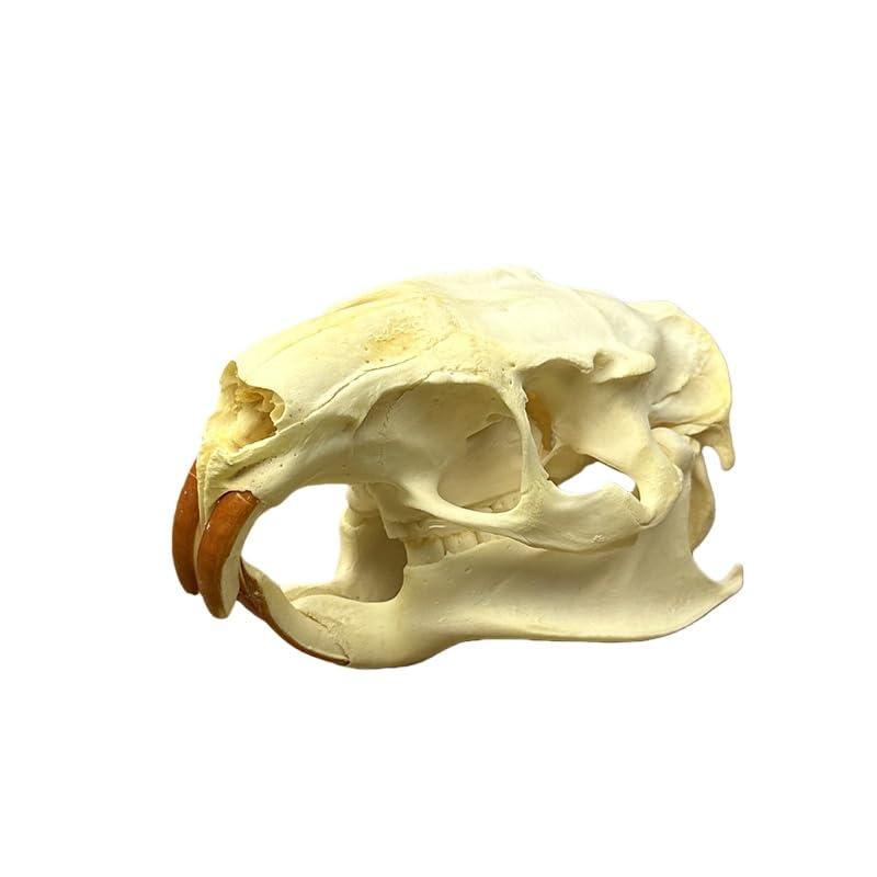 Taxidermy Real Animals Coypu Skulls, Real Bones Specimen, Taxidermy Supplies for Science Education, Special Gift (1Pcs Coypu Skull)