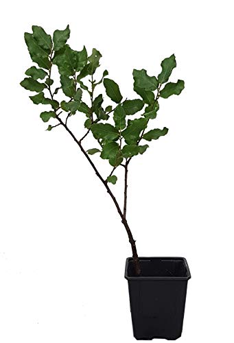 Seedeo® Iberische Korkeiche (Quercus suber) Pflanze ca. 30 cm Seedeo® Iberische Korkeiche (Quercus suber) Pflanze ca. 30 cm