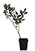 Seedeo® Iberische Korkeiche (Quercus suber) Pflanze ca. 30 cm
