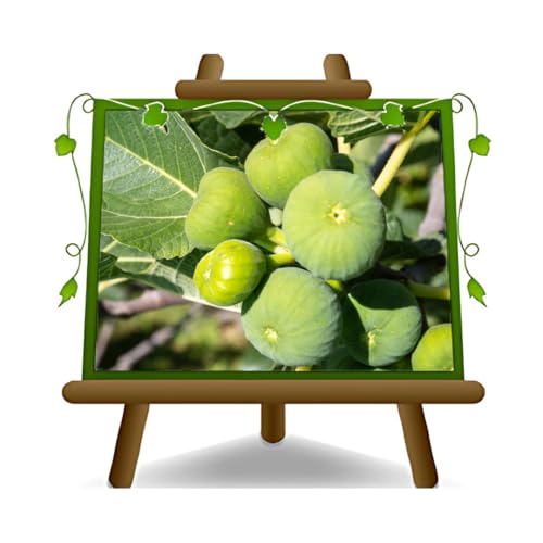 EURO PLANTS VIVAI Figuier Verdone autofertile plante fruitière anciens en pot 24/26 cm Hauteur maximale 180 cm - Âge 4 ans