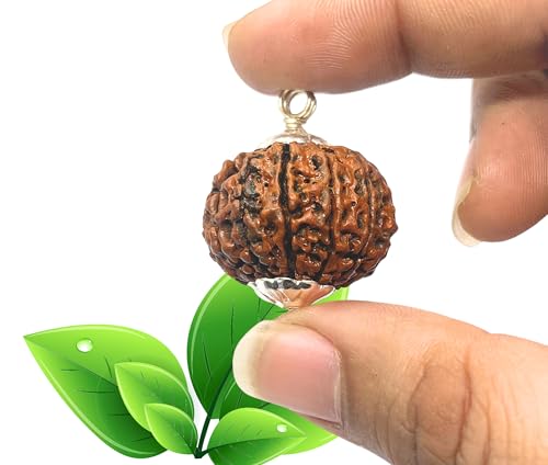 Image of 12 Mukhi Rudraksha Original Certified IGL Pendant 12 Face Natural Twelve Mukhi Rudraksha Original Nepal
