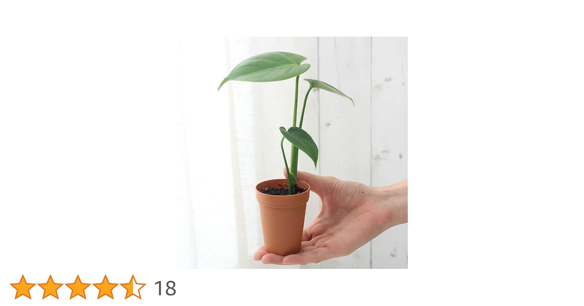 モンステラ　茎太　2本 Amazon｜（観葉植物）モンステラ 2号ロング（1鉢） 北海道冬季