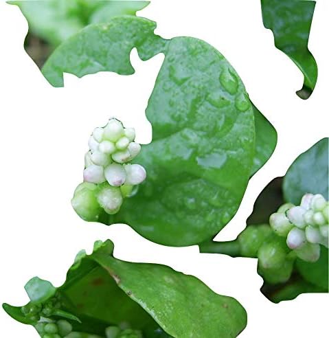 Basella alba, Edible Indian Cylon Spinach, Climber, 10 Seeds, BIO hu-öko-01