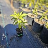Grafted Suebelle sapote Sapote Fruit Tree (White Sapote, Casimiroa edulis) (White Sapote, Starter Pot)