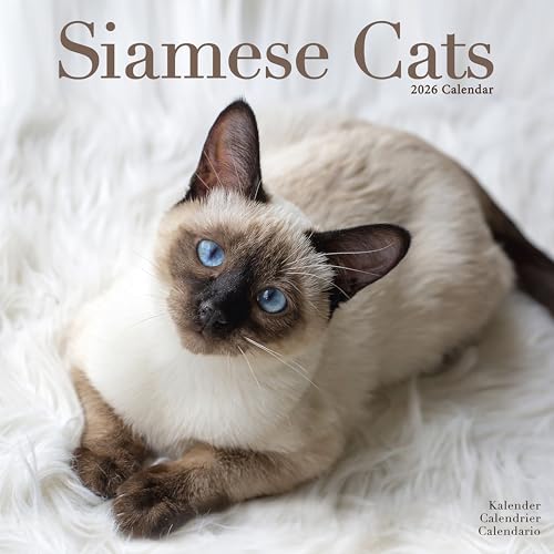  Siamese Cats 2026 Calendar  Square Wall Calendar  Cat Gift  Plastic Free Packaging  by Avonside Publishing