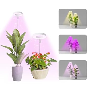 Blue Light for Plants at Night: What You Didn't Know About Growth 2 blue light for plants at night