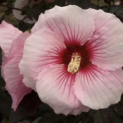 Hardy Hibiscus Seeds Summer Storm Winter Hardy Perennial Shrub 10 Seeds #TOP4