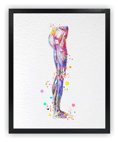 Dignovel Studios 8X10 Unframed Human Leg Muscle Anatomy Orthopedic Knee Ankle Foot Physical Therapy Chiropractic Clinic Watercolor Art Print Poster Wall Hanging Decor DN840