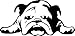 TDT Printing & Custom Decals English Bull Dog Vinyl Decal Sticker For Car or Truck Windows, Laptops etc.