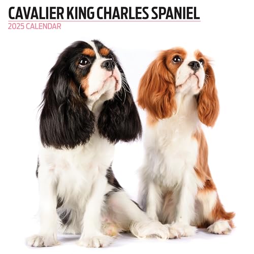 Calendario moderno 2025 Cavalier King Charles Spanie