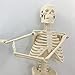 Merinden Mini Human Skeleton Model, 17.72” Petite Human Bones Model with Movable Arms, Legs and Stand, for Student to Study Small Human Skeletal System Anatomy, Physiology and to Decor Halloween
