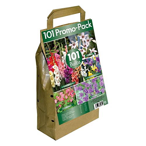 12 of the Best Summer Flowering Bulbs Selected by DIY Gardening