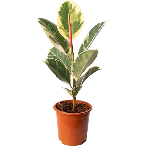 Ficus Tineke Large Indoor House Plant Real Tropical Exotic Evergreen Tall Plants (30-40cm (Incl. Pot))