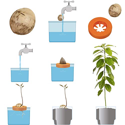 R&R SHOP Avocado Kit Germinator - Schwimmender Topf für die Avocado-Keimung, Samenwachstumskit, 100% recycelbarer und zusammensetzbarer Maisplastik (Grün)