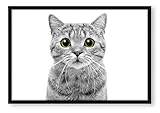 Poster sur cadre photo Motif chat Scottish Straight 55 x 40 cm