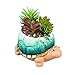 Ceramic Turtle Planter with Succulent - 6 x 5 x 4 Inches