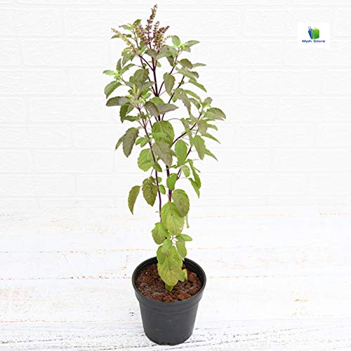 Mphmi Nurseryplant Krishna Tulsi, Tulsi (Black) - Plant (B09NMKPCBT) Amazon Price History, Amazon Price Tracker