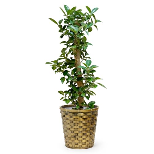 bloomee(u[~[) KW} ϗtA (7 ؖڃJS Jo[ t) { ^ p  (^Abv C )  CeA 傫 (Mtg v[g j) S҂łĂ₷