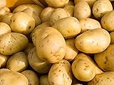 Yukon Gold Potatoes for Plántịng - Potato Sééds -2 Lbs, Heirloom, Non-GMO