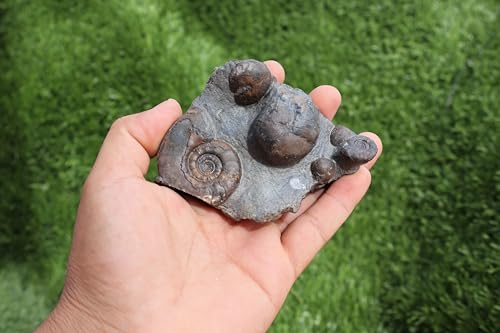 Image of Ammonite Fossil Natural Platyclymenia & Goniatites Plate Fossil Devonian Fossil from Morocco A59