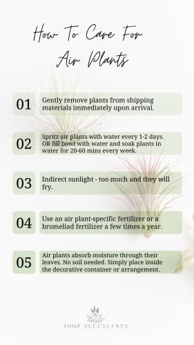 Shop Succulents | Assorted Collection of Live Air Plants, Hand Selected Variety Pack of Air Succulents | Collection of 6