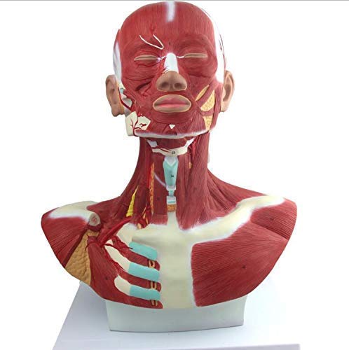 Model anatomiczny miednicy żeńskiej dla dorosłych - model kości ludzkiej model miednicy żeńskiej - medyczny szkielet dekoracja statuetka, modele medyczne i materiały edukacyjne