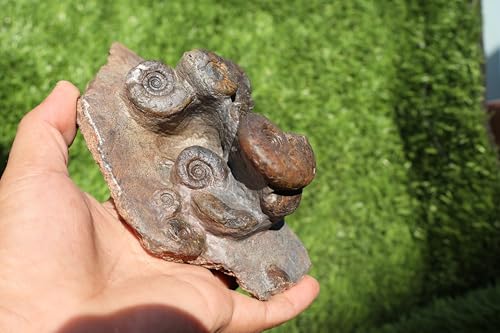 Image of Natural Platyclymenia /Goniatetes Plate Natural Fossil Ammonite Fossil Fossil from Morocco A29