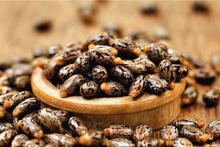Rameshvar Enterprise | Ricinus communis | Castor Bean | Castor Oil Plant | Ricinus | Ricininae -Seeds (B08BC1NPTB) Amazon Price History, Amazon Price Tracker