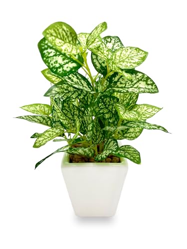 [ mamawreath ] ϗtA tFCN ~j |bg yy~A 1 sv O[    A[eBtBVt[ CeA rO lH  ͂Ȃ  K^ v[g 19cm×13cm (yy