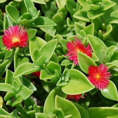 Live Baby Sun Rose Plant (Aptenia Cordifolia) | Trailing Succulent with Vibrant Pink Blooms | Symbol of Warmth & Joy | Easy-Care Hanging Plant for Balcony, Garden & Indoor Decor-image-15